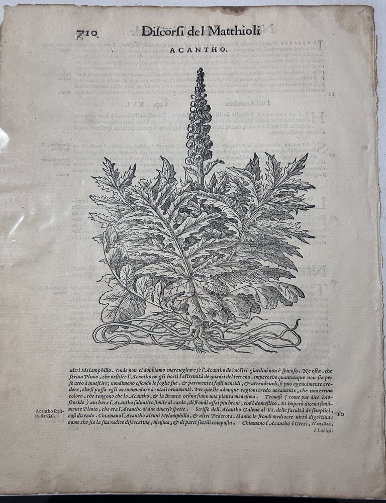 Item #10940 Di Pedacio Dioscoride - Mattioli, Original woodcut single leaf. Acantho. [Acanthus]....