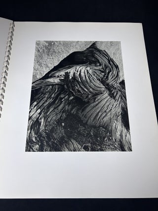 My Camera at Point Lobos:. 30 Photographs and Excerpts from E.W.'s Daybook